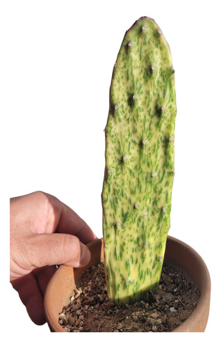 Opuntia Variegada. Únicas! Cactus Con Color. Fácil