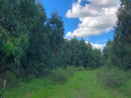 Campo Forestado En Venta En Zapicán, Lavalleja.