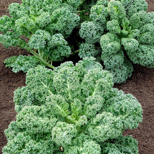 Imagen 4 de 4 de Semillas Kale Rizado Verde X Sobre A Toda Huerta