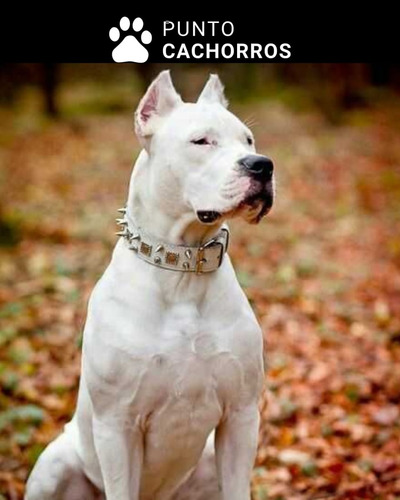 Dogo Argentino 32 Blanco