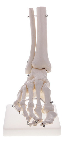 Modelo Anatómico Esqueleto Articular De Piel Humano Tobillo