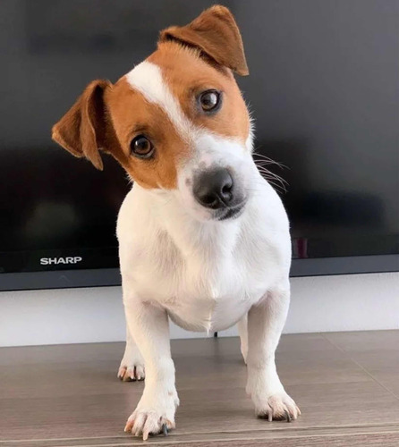 Cachorros Jack Russell Terrier