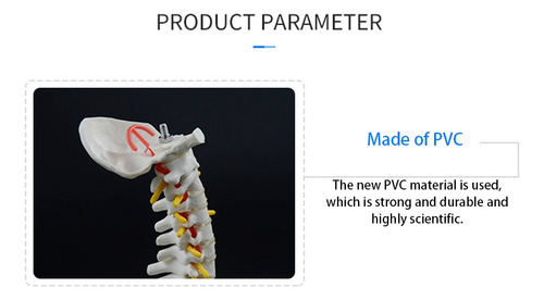Columna Vertebral Humana De 45 Cm Con Modelo Pélvico Anatomí