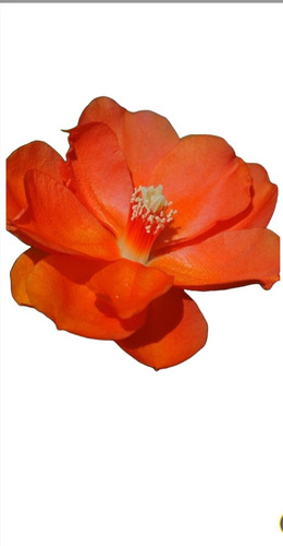 No Semilla Pereskia Bleo Flor Anaranjada Envío Gratis!!