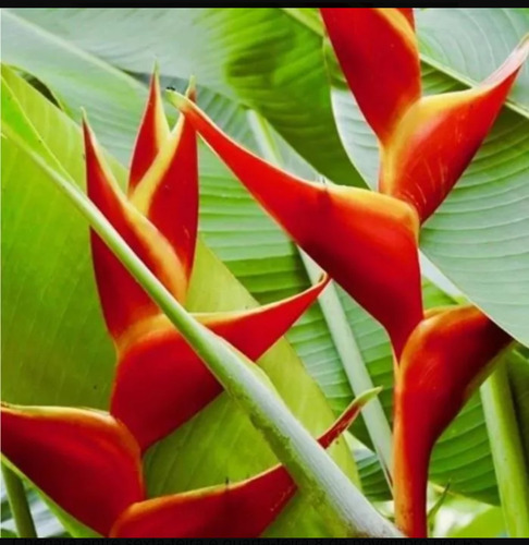 Muda Heliconia Bihai - 30cm (1 Muda) Pássaro-de-fogo