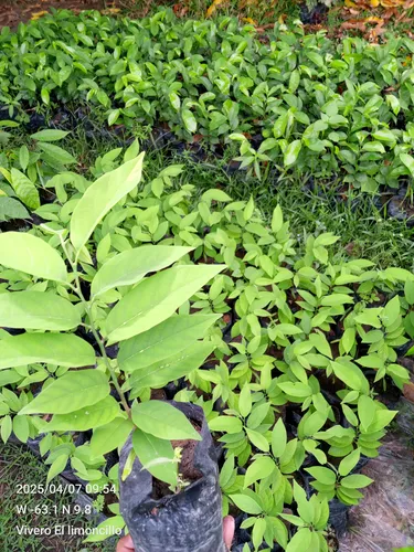 Plantas De Chirimoya