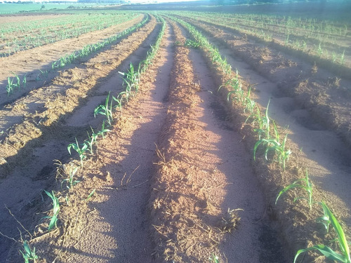 Imagem 2 de 30 de Fazenda 632 Alqueires, Dupla Apetidão, 74% De Aproveitamento, 427 Alqueires Em Lavoura, 40 Alqueires Em Pecuária, Topografia Plana, Casa Sede - Fa00031 - 69832504