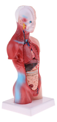 28cm Torso Humano Vísceras Esqueleto Cuerpo Corazón