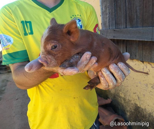 Mini Pig Mini Porquinho