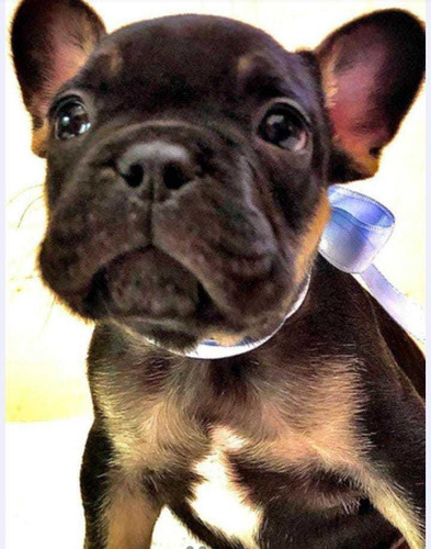 Imagen 2 de 5 de Bulldog Francés