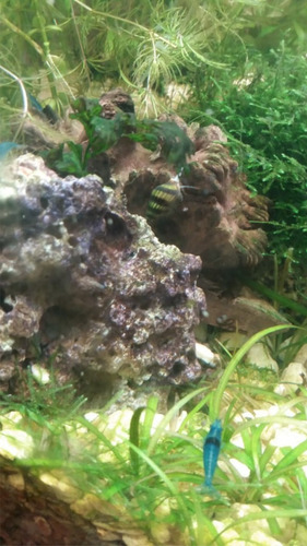 Imagen 5 de 6 de Gambas Camarones 5 Azul Neocaridinas