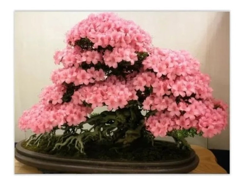  Frete Grátis Cerejeira Sakura Rosa Semente P/ Muda Bonsai 