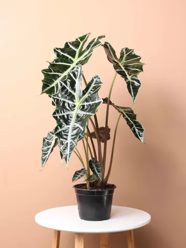 Planta Interior - Alocasia Polly - Envíos