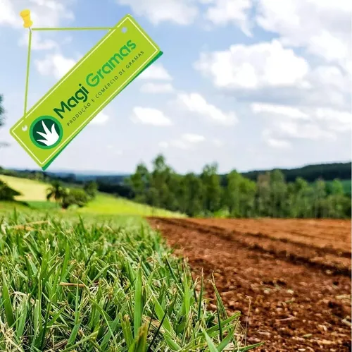 comprar Grama Esmeralda P\u002F Porto Ferreira Sp E Região