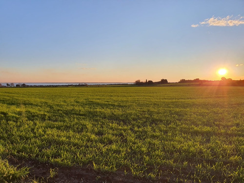Imagen 4 de 6 de Campo En Venta En Carmelo Con Vista Al Rio De La Plata