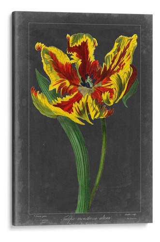 Canvas Lab Cuadro Tulipán De Medianoche Iii 120x180