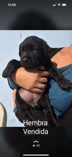 Cachorros Labrador Puros