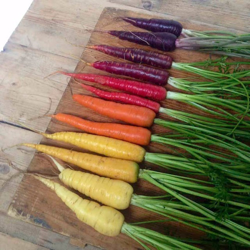 Imagem 4 de 10 de 60 Sementes De Cenoura Rainbow Arco Iris Multicolorida