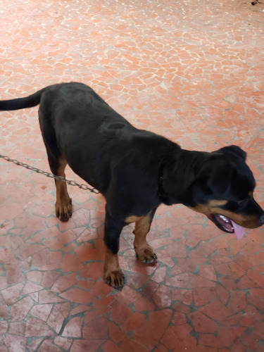 Filhote Rotweiller Femea 7 Meses !