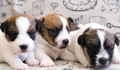 Jack Russell Terrier Hembras