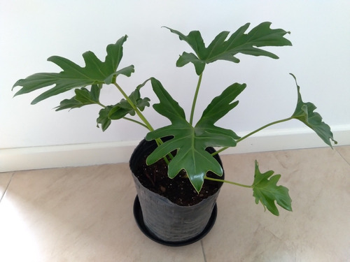 Planta Philodendron Misionero / Wambe