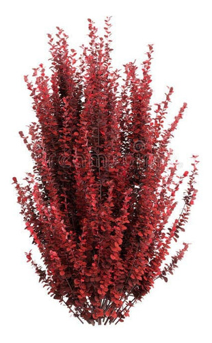 Berberis Rojo Thunbergii Atropurpurea Arbusto Ornamental