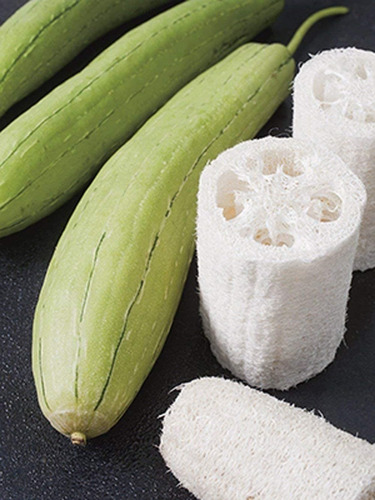Imagen 1 de 3 de Semillas De Plantas De Luffa Esponja Vegetal Pack De 25