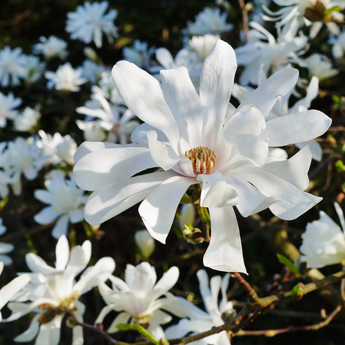 Magnolia Merril Excelentes Variedad De Tamaños
