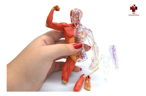 Anatomia Do Esqueleto + Esqueleto E Músculos - Kit 4d Master