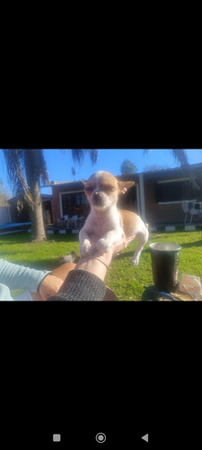 Chihuahuas Puros. Minis Blanco