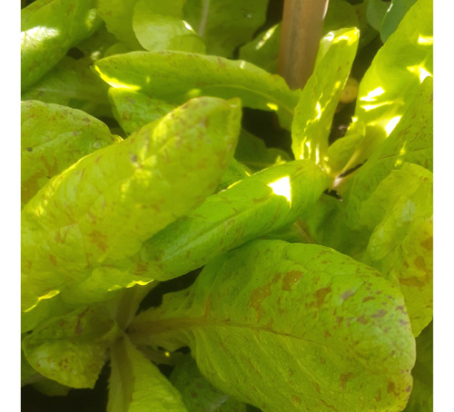 Lechuga Pecosa Semillas De Mi Huerta A Tu Huerta