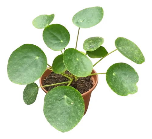 Planta Pilea 