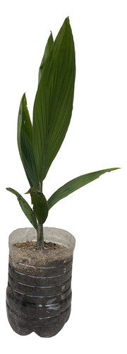 Palmera Pindo