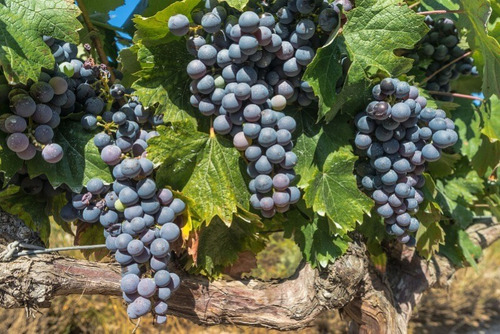 Planta Trepadora Uva Tinta Ruby Caberne, Producción 3 Meses
