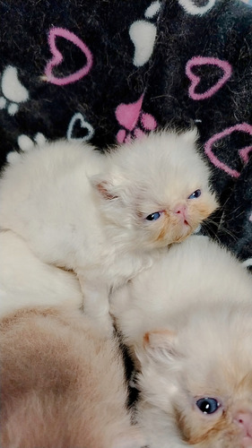 Gatitos Persa Pequeface Para Reservar En Guayaquil