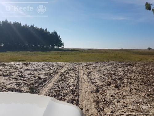 Imagen 7 de 17 de Retasado : Oportunidad Campo En Venta 100 Has En Ibicuy Forestadas