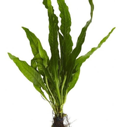 Helecho De Java (microsorum Pteropus) Rizoma Planta Acuatica