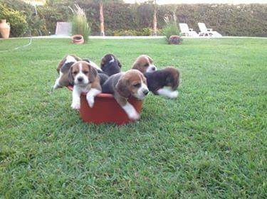 Perros Sabueso