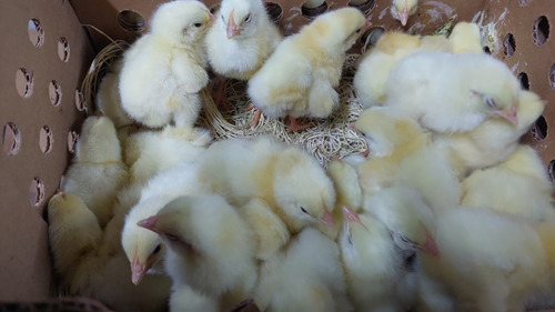 Pollita, Pollo. Polla, Gallina De Postura Rojo