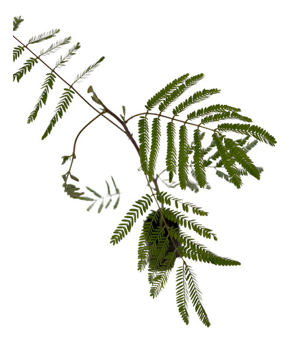 Muda De Bracatinga 45 Cm Rápido Crescimento Branco