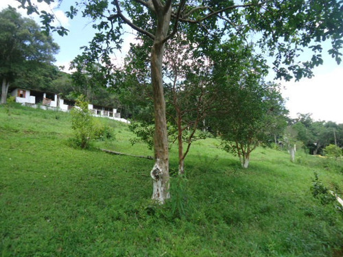 Imagem 6 de 14 de Lindo Sitio Com Lagos E Nascentes Ref 1227