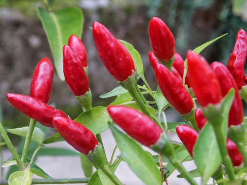 150 Semillas De Chile Piquin Rojo