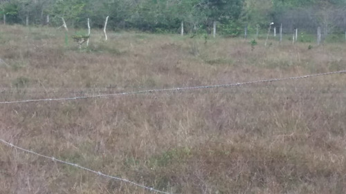 Imagem 2 de 2 de Vende-se Terreno Em Camaçari- Bahia