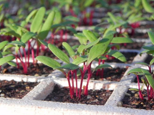 Sementes Orgânicas De Beterraba -- Remolacha Beetroot