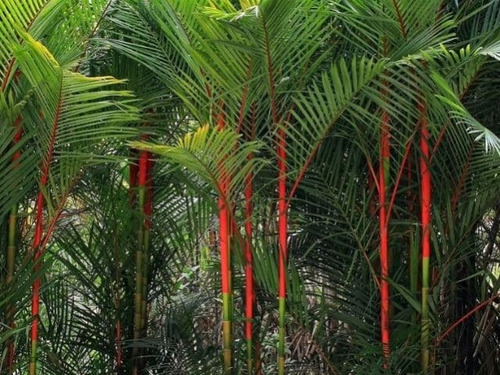 Palma Areca Roja Cyrtostachys Renda, Más Semillas