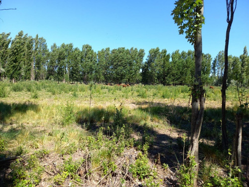 Imagen 4 de 8 de En Venta Chacra General Conesa 6 Hectareas