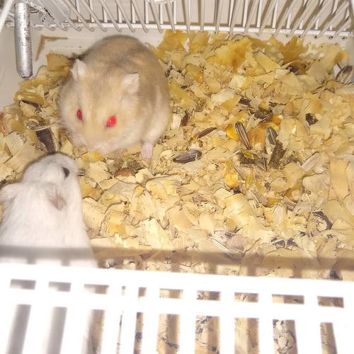 Hamster Anão Russo, Cores Diversas Preço Por Tempo Limitado