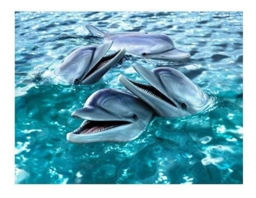 Dolphin Smile 3d Live Life Pictures 12362