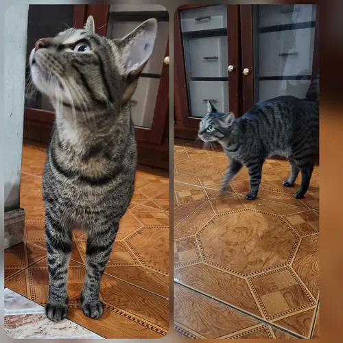 Gatos En Adopción