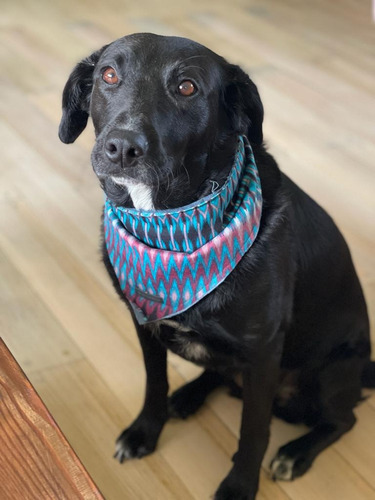 Bandana Rustica Para Perros Y Gatos